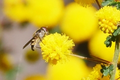 P1750094 crop
