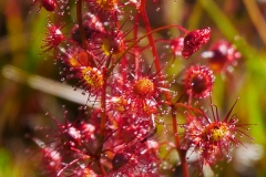 P1750214 crop