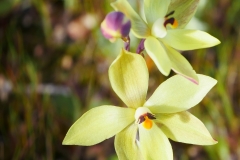 P1750222 crop small