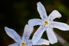 P1750236 crop small