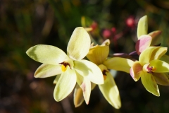 P1750282 crop small